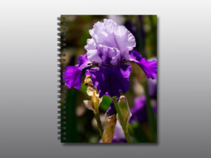 blooming bearded purple iris - Moment of Perception Photography