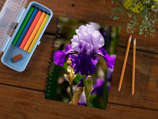 blooming bearded purple iris - Moment of Perception Photography