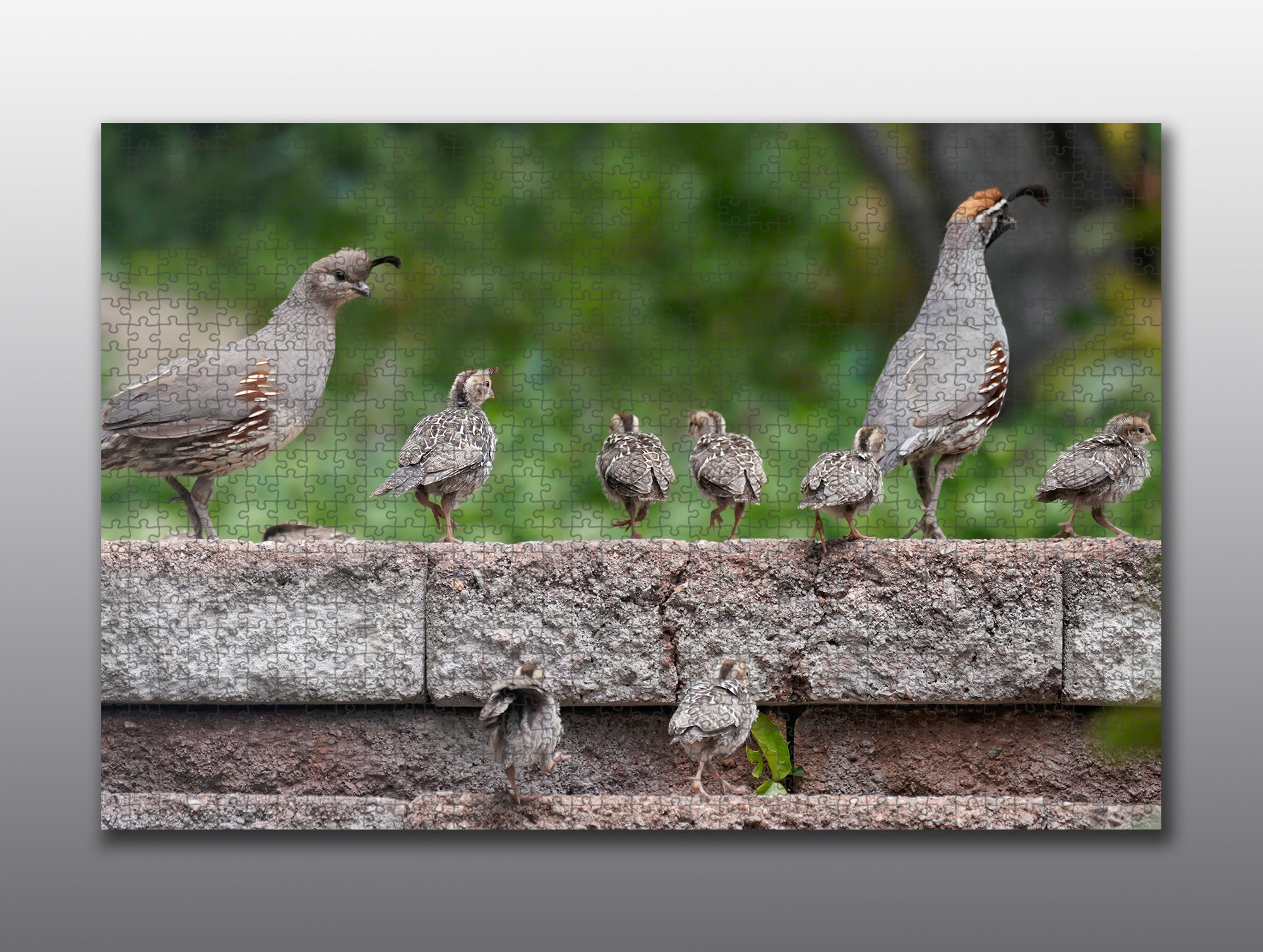 gambels quail family - Moment of Perception Photography