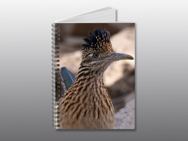 Roadrunner close up - Moment of Perception Photography