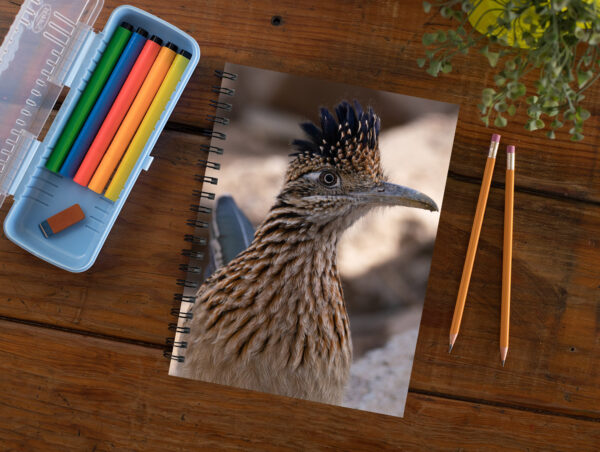 Roadrunner close up - Moment of Perception Photography