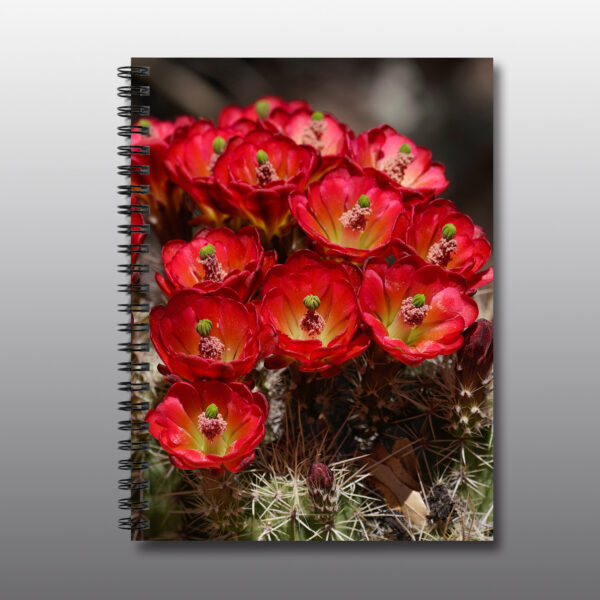 red cactus flowers - Moment of Perception Photography