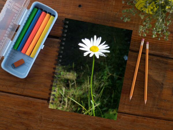 wild daisy flower - Moment of Perception Photography