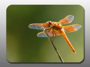 Orange dragonfly closeup - Moment of Perception Photography