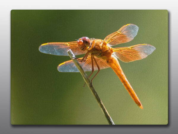 orange dragonfly - Moment of Perception Photography