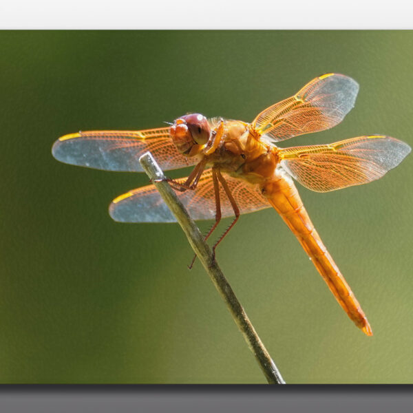 orange dragonfly - Moment of Perception Photography