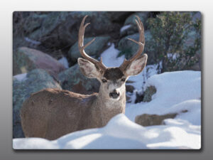 Mule Deer Buck in Snow - Moment of Perception Photography