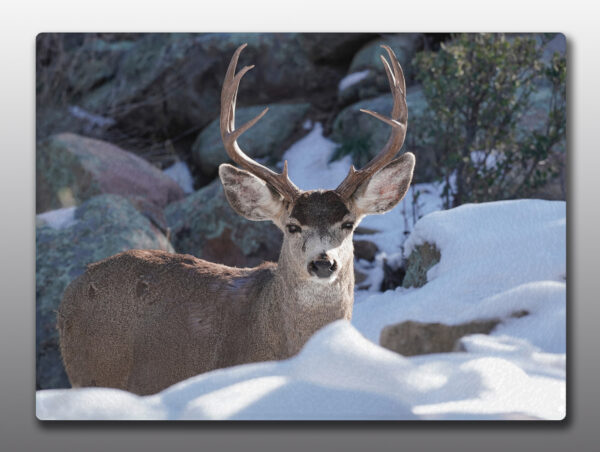 Mule Deer Buck in Snow - Moment of Perception Photography