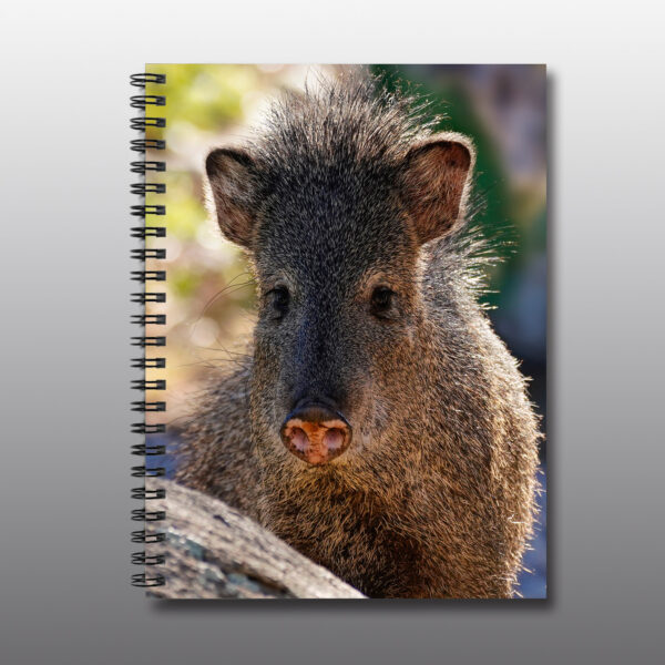 javelina or peccary close up - Moment of Perception Photography