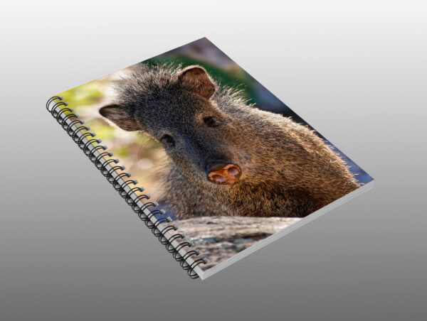 javelina or peccary close up - Moment of Perception Photography