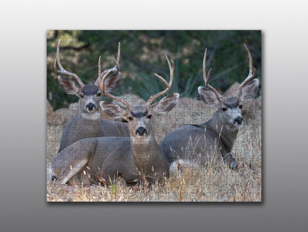 mule deer bucks - Moment of Perception Photography