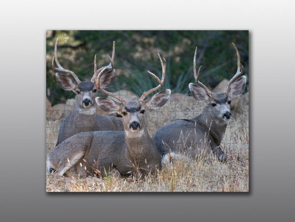 mule deer bucks - Moment of Perception Photography