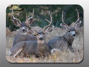 bucks with large antlers - Moment of Perception Photography