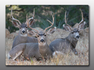 Mule Deer Bucks - Moment of Perception Photography