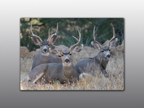 Mule Deer Bucks - Moment of Perception Photography