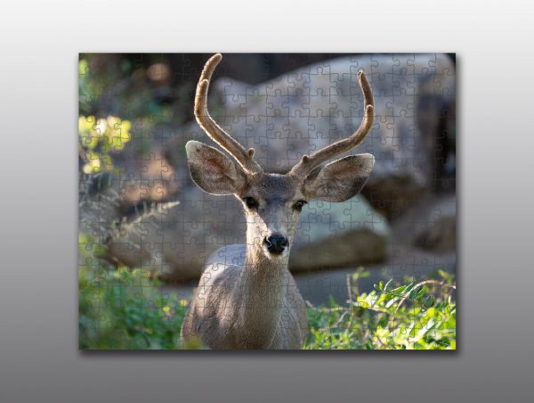 mule deer buck portrait - Moment of Perception Photography