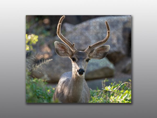 mule deer buck portrait - Moment of Perception Photography
