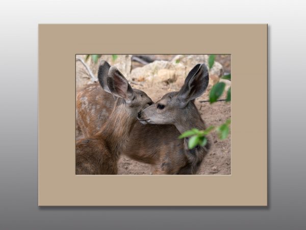 mule deer fawns - Moment of Perception Photography