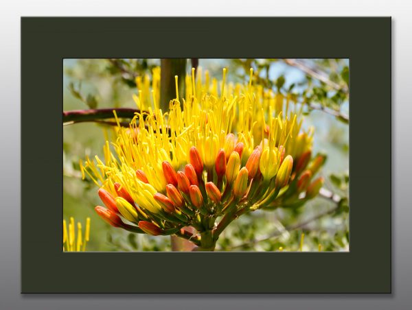 blooming agave flower - Moment of Perception Photography