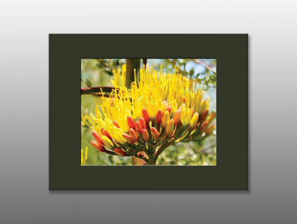 blooming agave flower - Moment of Perception Photography