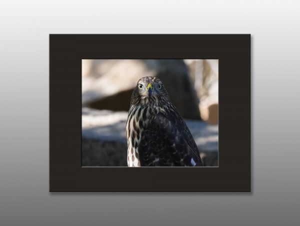 hawk close up - Moment of Perception Photography