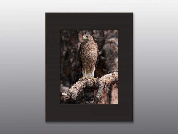 large hawk perched on tree branch - Moment of Perception Photography