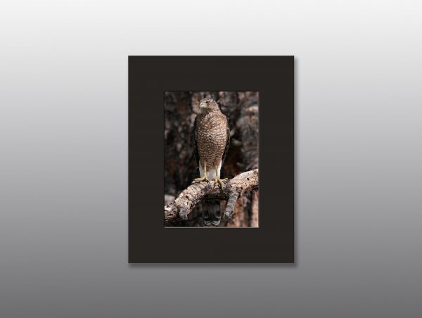large hawk perched on tree branch - Moment of Perception Photography