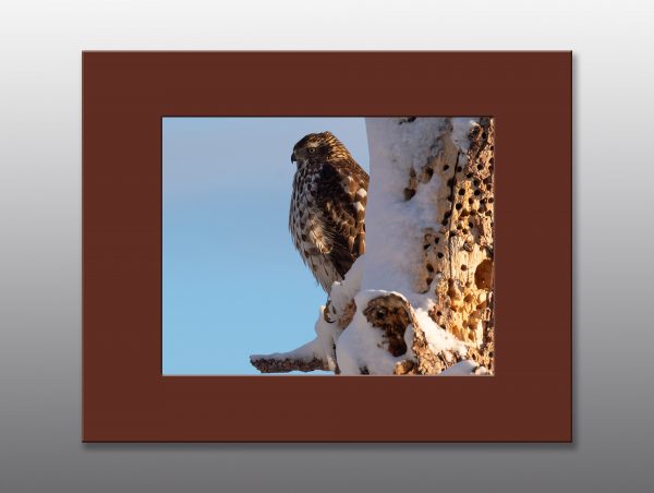 hawk in winter - Moment of Perception Photography