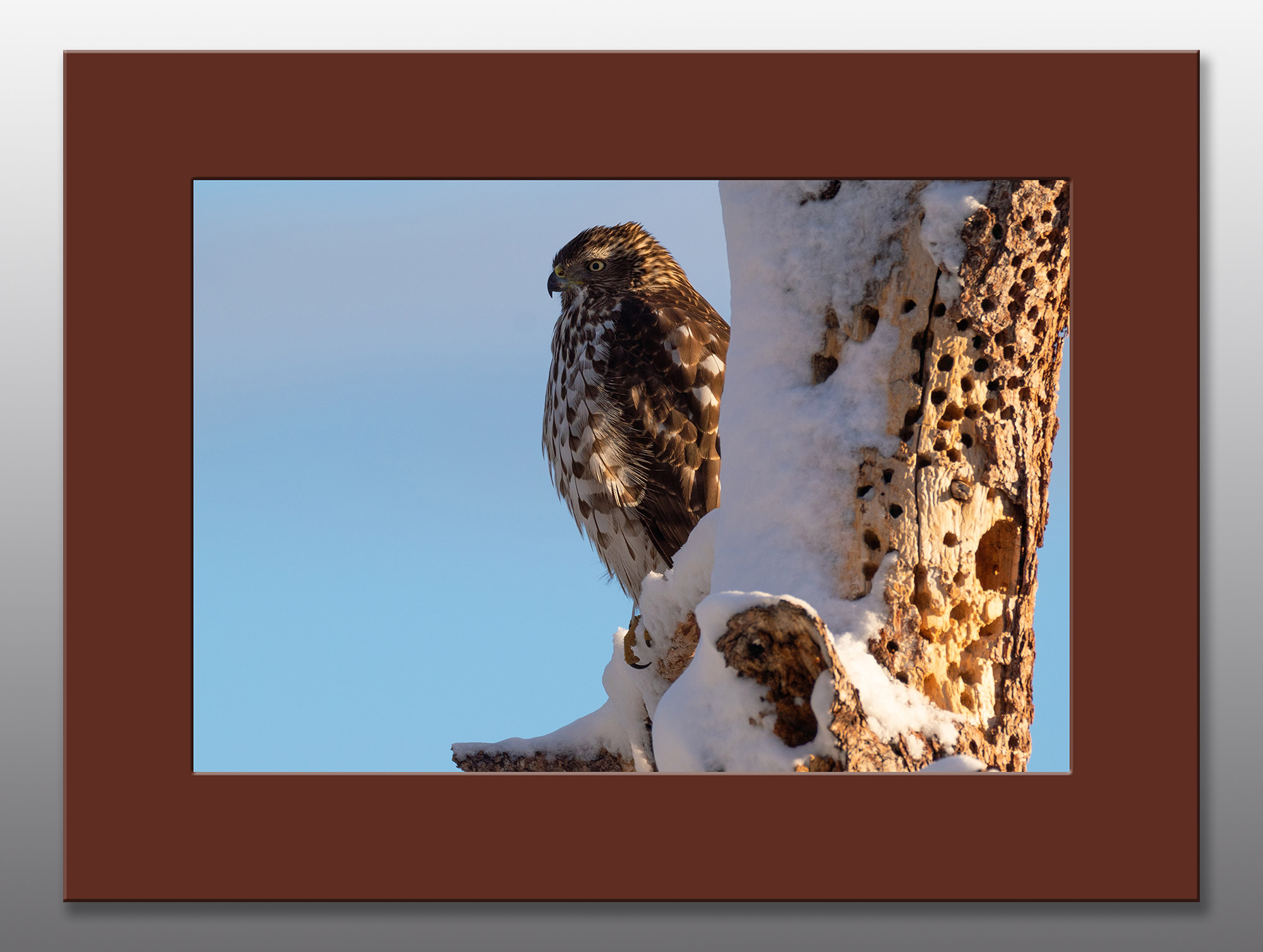 hawk in winter - Moment of Perception Photography