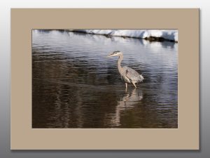 heron wading in lake - Moment of Perception Photography