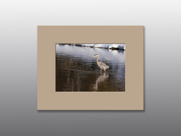 heron wading in lake - Moment of Perception Photography