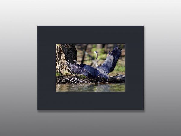 great blue heron in lake - Moment of Perception Photography