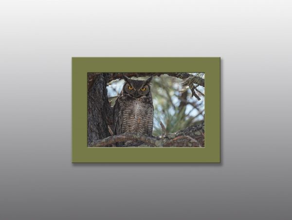 Owl perched in a tree - Moment of Perception Photography