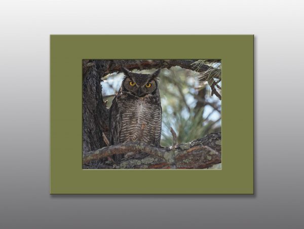 Owl perched in a tree - Moment of Perception Photography