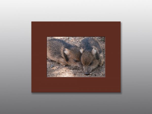 Javelina Piglings Taking a Nap - Moment of Perception Photography