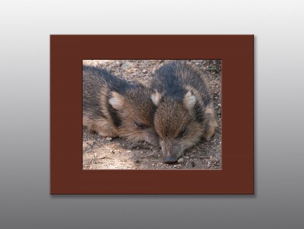 Javelina Piglings Taking a Nap - Moment of Perception Photography