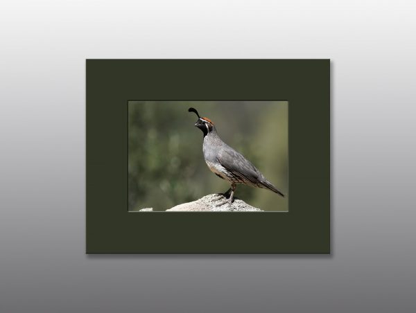 male gambels quail - Moment of Perception Photography