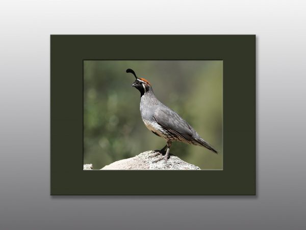 male gambels quail - Moment of Perception Photography