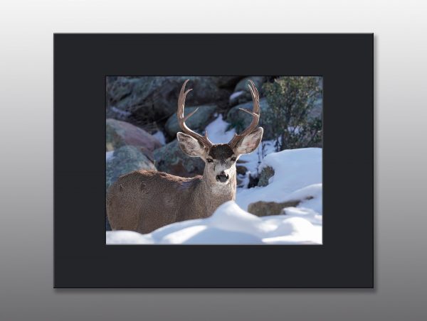 mule deer buck in snow - Moment of Perception Photography