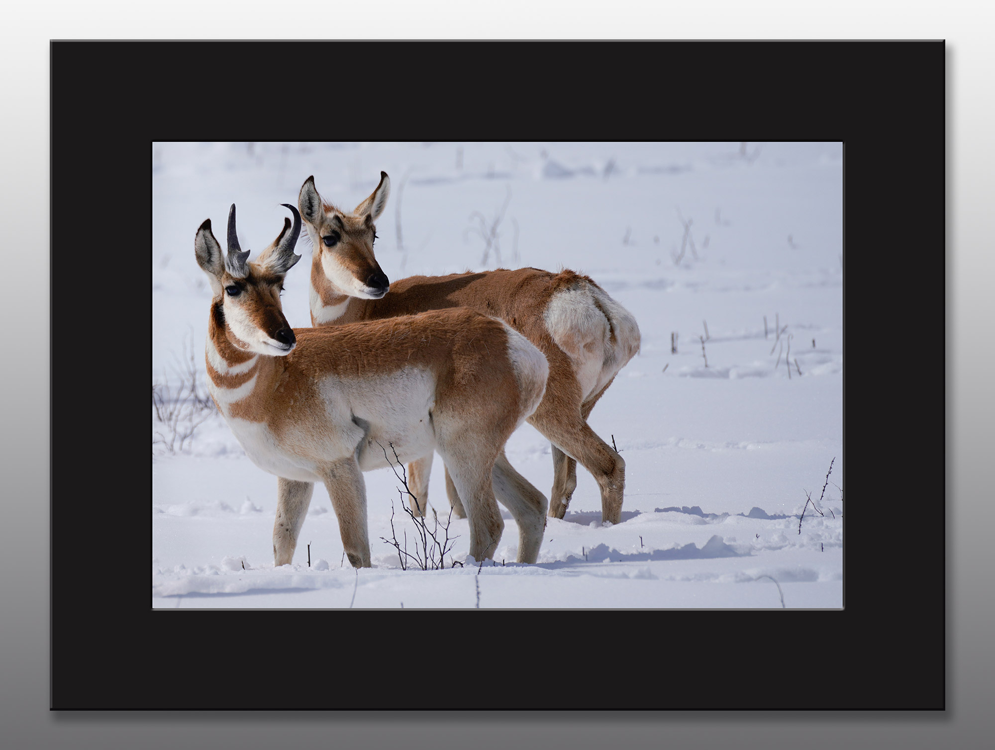 arizona pronghorn in winter - Moment of Perception Photography