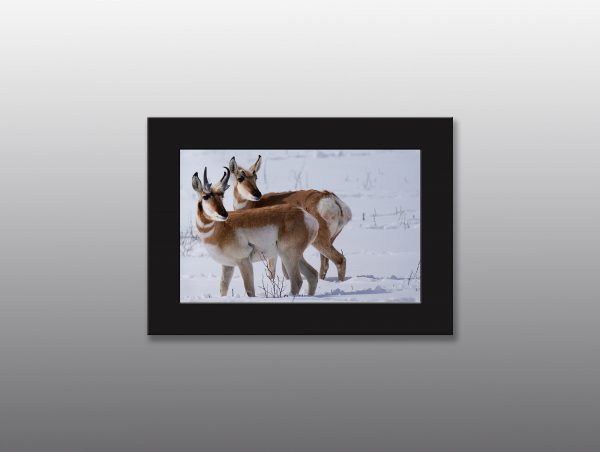 arizona pronghorn in winter - Moment of Perception Photography