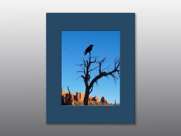 raven in barren tree - Moment of Perception Photography