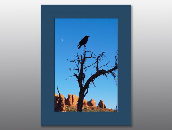 raven in barren tree - Moment of Perception Photography