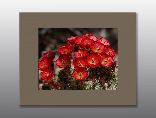 red cactus flowers - Moment of Perception Photography