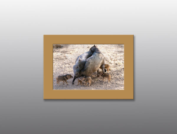 Mothers and Baby Javelina Showing Affection - Moment of Perception Photography
