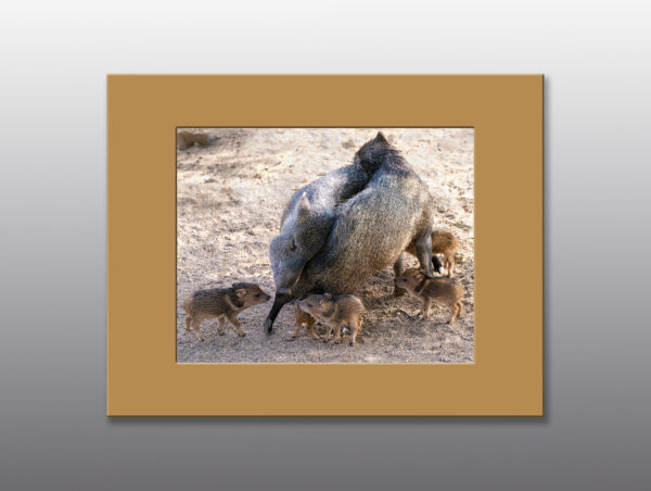Mothers and Baby Javelina Showing Affection - Moment of Perception Photography
