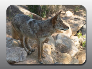 Healthy Coyote Surveys its' Surroundings - Moment of Perception Photography
