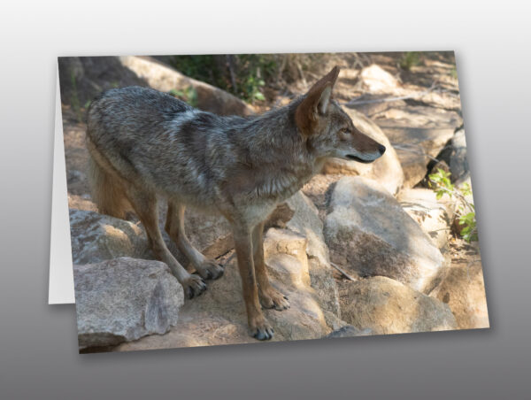 Healthy Coyote Surveys its' Surroundings - Moment of Perception Photography
