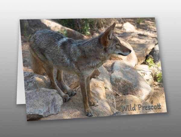 southwestern coyote - Moment of Perception Photography