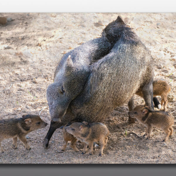 Javelina Mothers and Piglings - Moment of Perception Photography